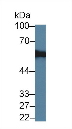 Abl交互子1(ABI1)多克隆抗体