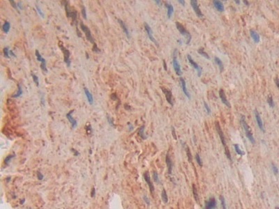 含Fas关联死亡域蛋白(FADD)多克隆抗体