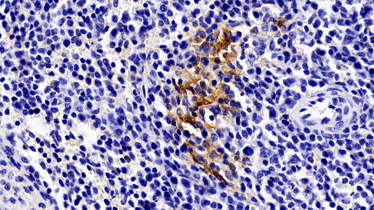 含Fas关联死亡域蛋白(FADD)多克隆抗体