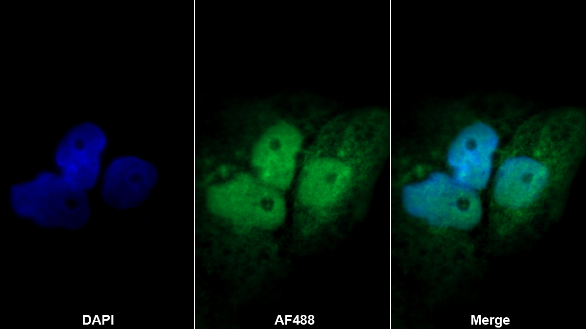 含Fas关联死亡域蛋白(FADD)多克隆抗体