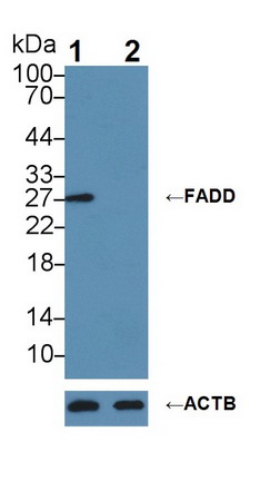 含Fas关联死亡域蛋白(FADD)多克隆抗体