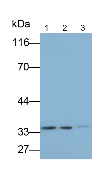 Bcl2/腺病毒E1B相互作用蛋白3样蛋白(BNIP3L)多克隆抗体