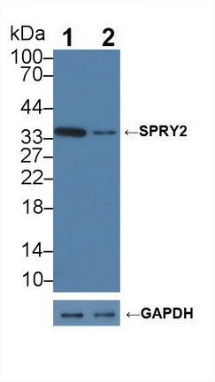 侧支发芽因子同源物2(SPRY2)多克隆抗体