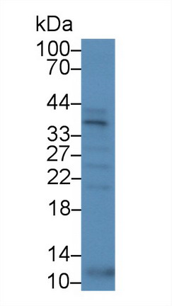 侧支发芽因子同源物1(SPRY1)多克隆抗体