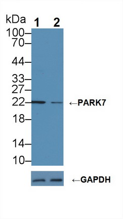 帕金森氏病蛋白7(PARK7)多克隆抗體