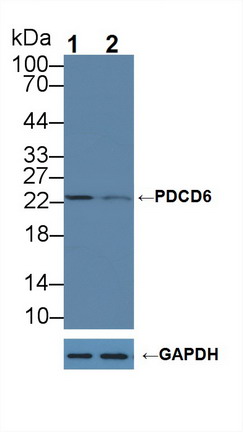 细胞程序性死亡蛋白6(PDCD6)多克隆抗体