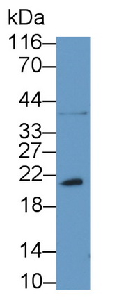 B-細(xì)胞淋巴瘤因子2樣蛋白2(Bcl2L2)多克隆抗體