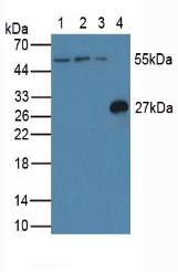 含CASP8和FADD样凋亡调节因子(CFLAR)多克隆抗体