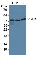干扰素诱导蛋白35(IFI35)多克隆抗体