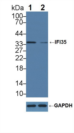 干扰素诱导蛋白35(IFI35)多克隆抗体