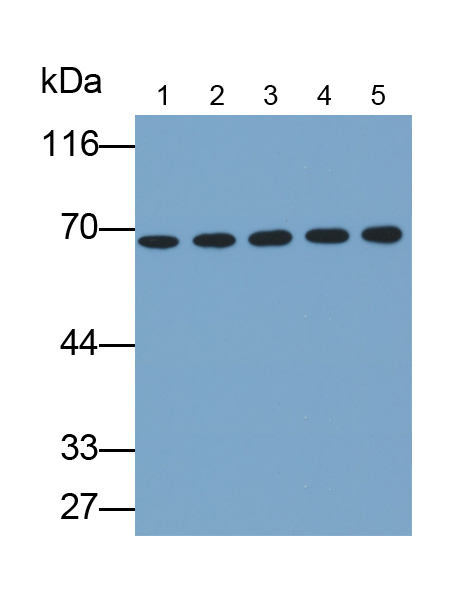 Kelch样ECH关联蛋白1(KEAP1)多克隆抗体
