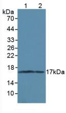 微管关联蛋白1轻链3α(MAP1LC3a)多克隆抗体