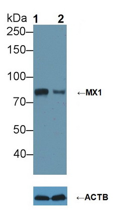 黏病毒耐药蛋白1(MX1)多克隆抗体