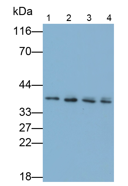 無翅型MMTV整合位點家族成員1(WNT1)多克隆抗體