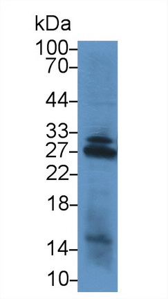 醌NADH脫氫酶1(NQO1)多克隆抗體