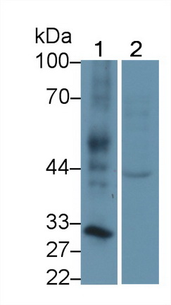 R-脊椎蛋白3(RSPO3)多克隆抗體