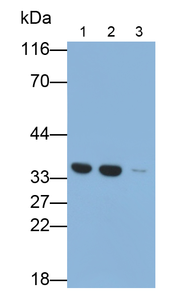 含BRCA1/BRCA2复合体3亚基(BRCC3)多克隆抗体