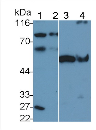 自噬相關(guān)16樣蛋白1(ATG16L1)多克隆抗體