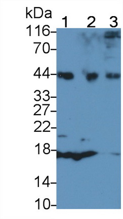 自噬相關(guān)16樣蛋白1(ATG16L1)多克隆抗體