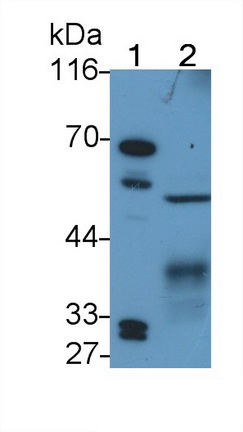 自噬相關(guān)16樣蛋白1(ATG16L1)多克隆抗體
