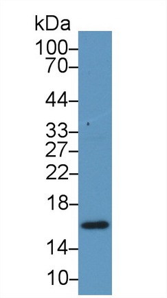 视黄醇结合蛋白5(RBP5)多克隆抗体