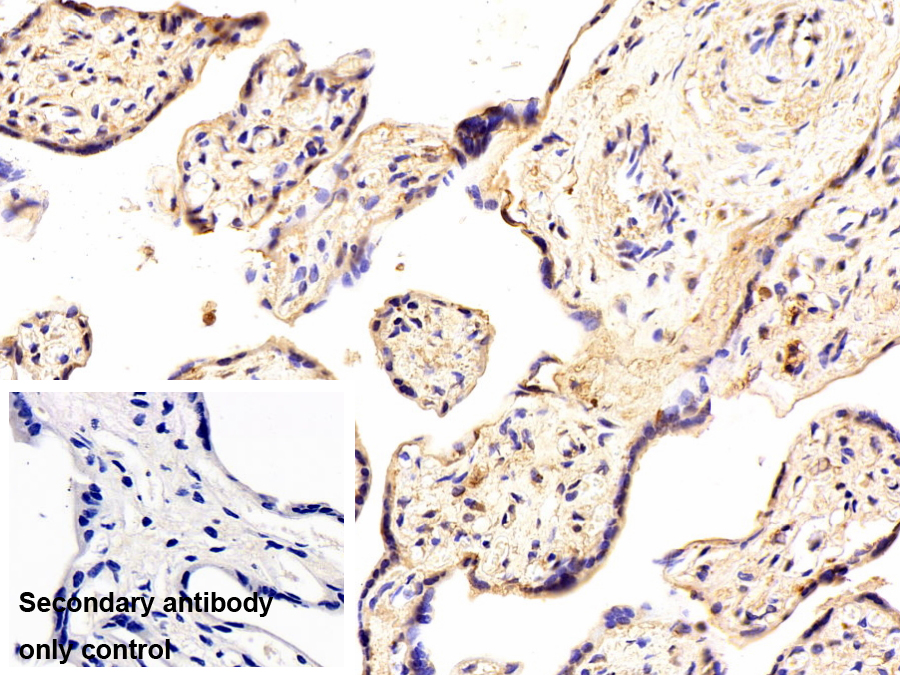 无翅型MMTV整合位点家族成员7A(WNT7A)多克隆抗体