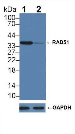 RAD51同源物(RAD51)多克隆抗體