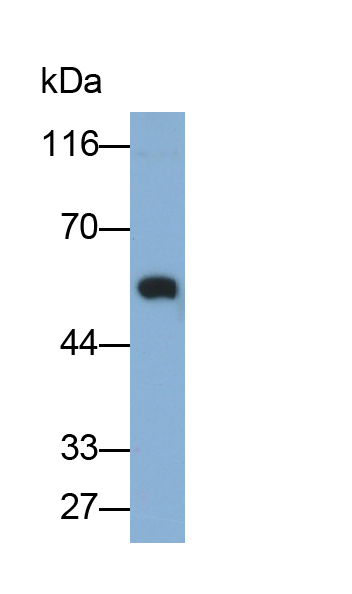 粘蛋白13(MUC13)多克隆抗体