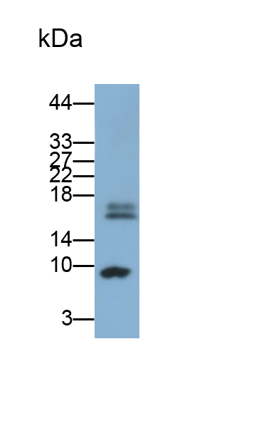 組蛋白1簇H2ac(HIST1H2AC)多克隆抗體