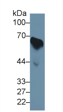 细胞分裂周期因子25B(CDC25B)多克隆抗体