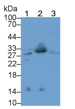 CD8b分子(CD8b)多克隆抗体
