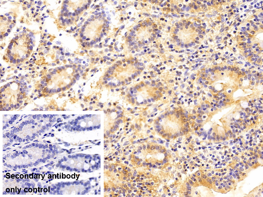 二氫二醇脫氫酶2(DDH2)多克隆抗體