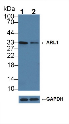 醛糖还原酶相似蛋白1(ARL1)多克隆抗体