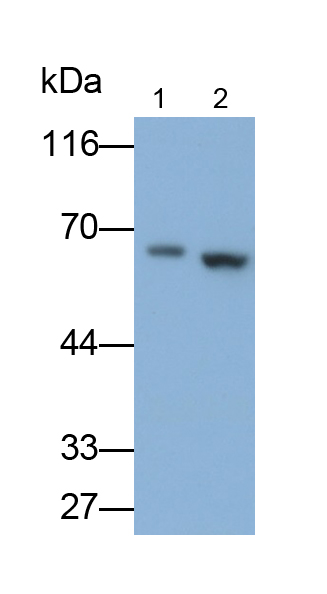 含亮氨酸豐富重復(fù)蛋白15(LRRC15)多克隆抗體