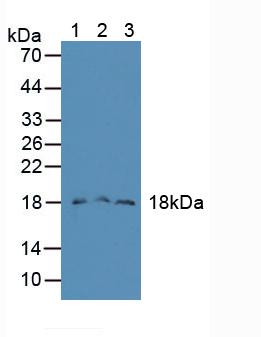 序列相似家族19成员A2(FAM19A2)多克隆抗体