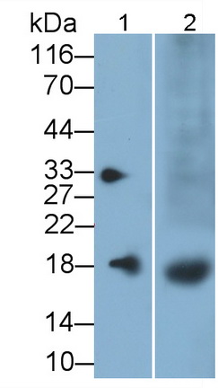 序列相似家族19成员A2(FAM19A2)多克隆抗体