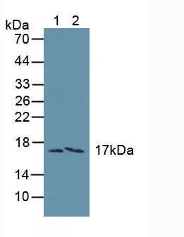 序列相似家族19成员A3(FAM19A3)多克隆抗体