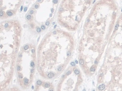 含LETM1域蛋白1(LETMD1)多克隆抗体
