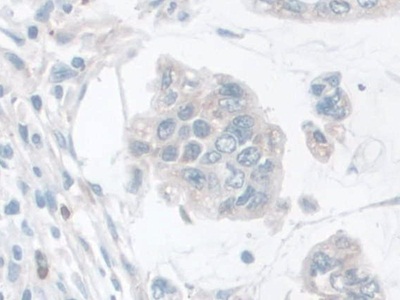 含LETM1域蛋白1(LETMD1)多克隆抗体