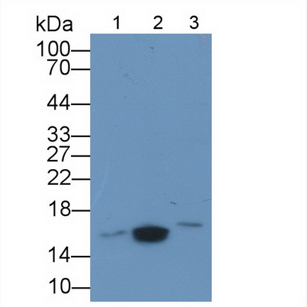 半乳糖凝集素5(GAL5)多克隆抗体
