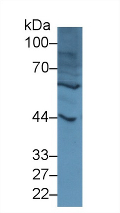 半乳糖凝集素9C(GAL9C)多克隆抗體