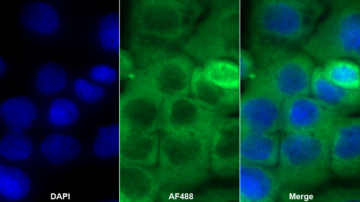 线粒体开放阅读框12S rRNA-C(MOTS-c)多克隆抗体