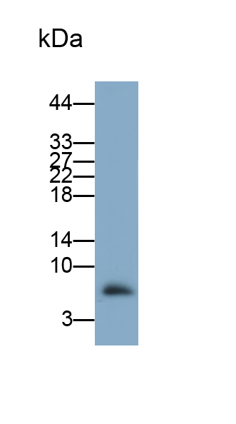 大腸桿菌素(ECO)多克隆抗體