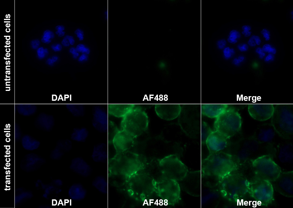 CD38分子(CD38)重组抗体