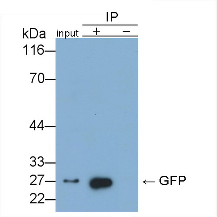 綠色熒光蛋白(GFP)重組抗體