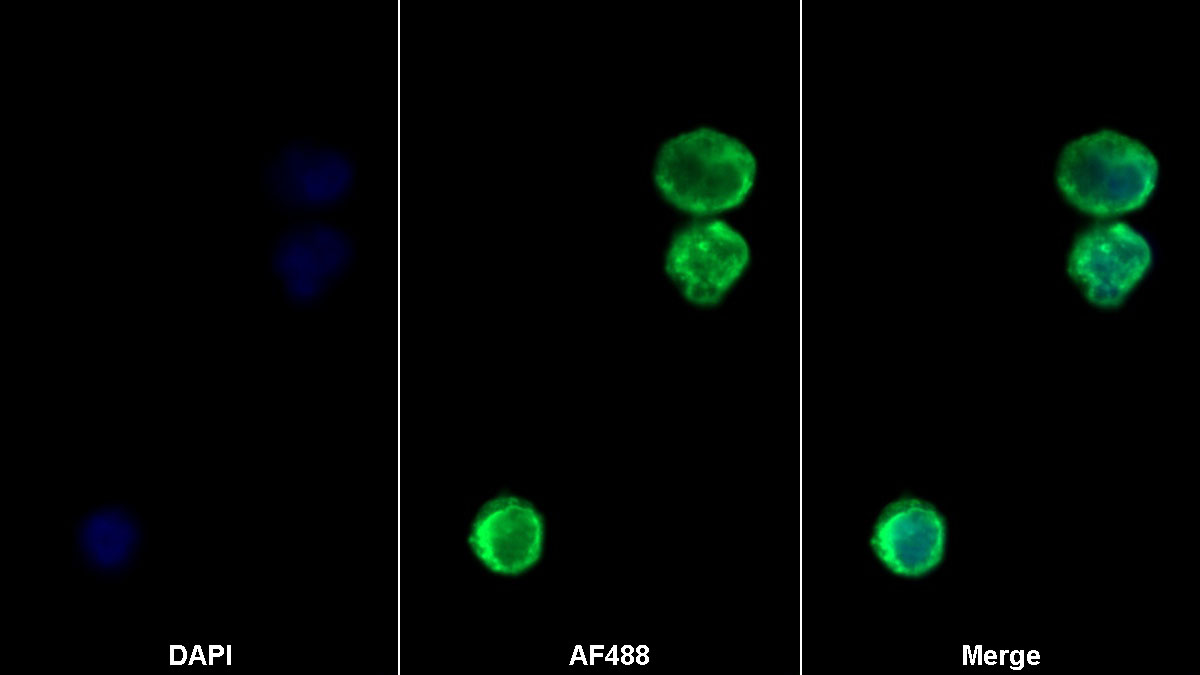 T-细胞表面糖蛋白CD3ε(CD3e)重组抗体
