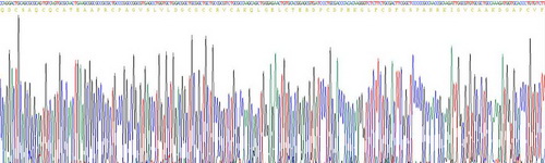 结缔组织生长因子(CTGF)重组蛋白