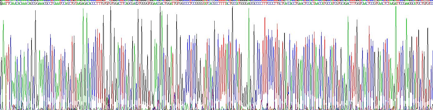 骨成型蛋白2(BMP2)重组蛋白