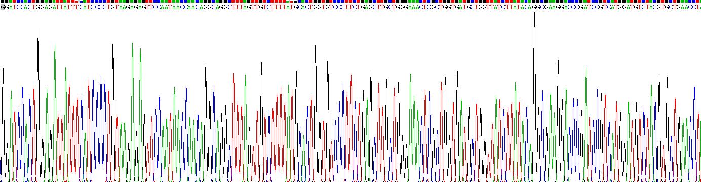 白介素8受体α(IL8Ra)重组蛋白