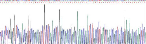 干扰素α(IFNa)重组蛋白